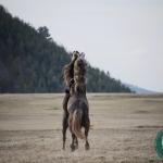 HIT-BOOKER-ADVENTURE-LIVNO-WILD-HORSES