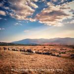 HIT-BOOKER-ADVENTURE-LIVNO-WILD-HORSES-LANDSCAPE
